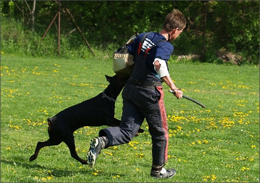 Dogs in training 5/2008